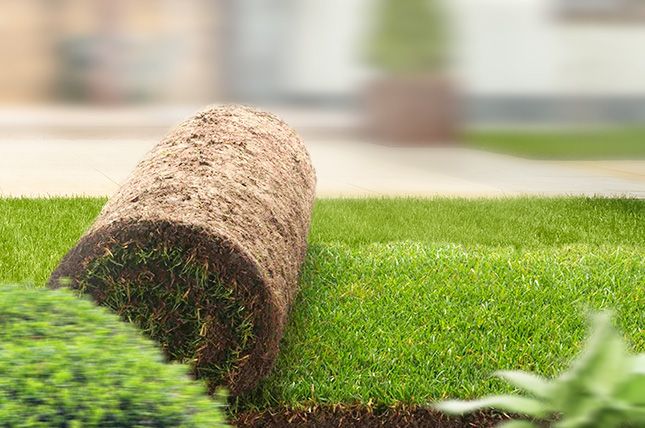 Виды газонных трав - у нас можно заказать природный камень по низким ценам - как заказать, где купить без посредников, куда обратиться, быстро с доставкой под ключ - в Камень Клуб